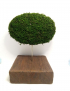 Картинка Декоративна рослина зелена на підставці